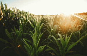 corn for ethanol